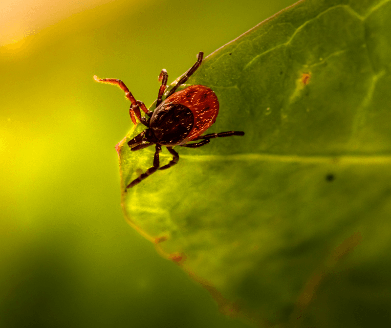 Stop Treating Ticks Like A Summer Only Problem Stop Treating Ticks Like A Summer Only Problem