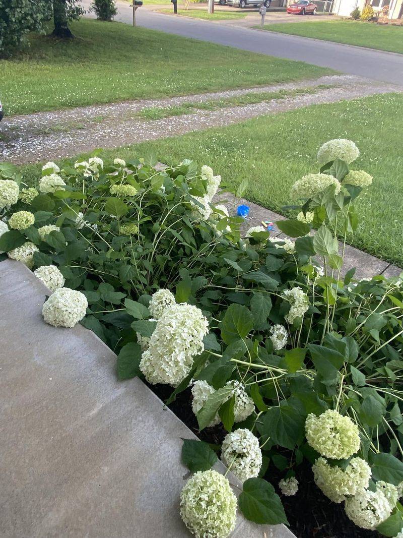 Stop Waiting Until Rain Flattens The Stems