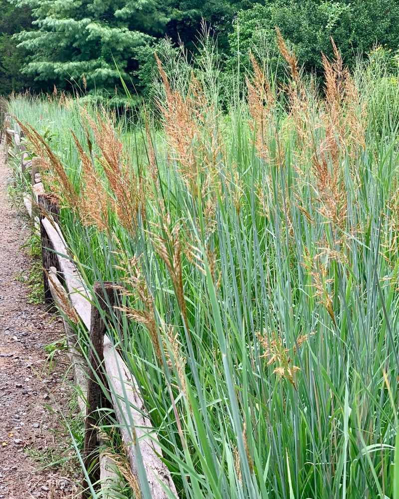 Stop Watering Established Clumps Like Vegetables Stop Watering Established Clumps Like Vegetables