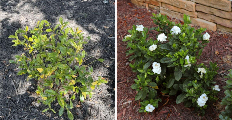gardenia