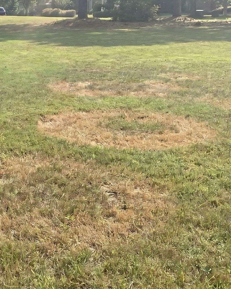 Stop Watering Until The Soil Begins To Dry