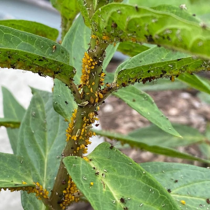 Stopping Pest Monitoring After Plants Look Established