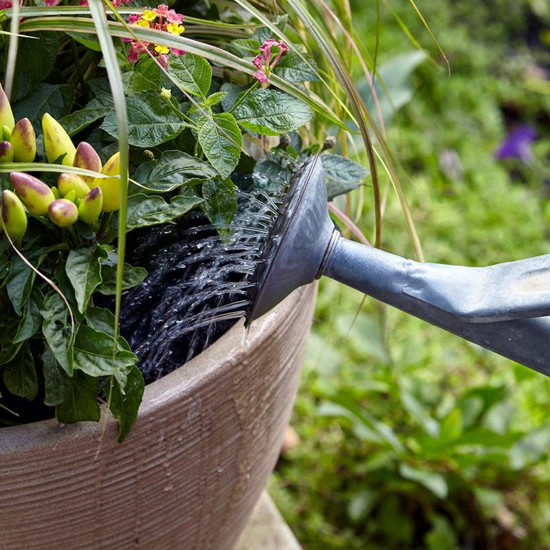 Stored Rainwater Can Support Container Gardens In Heat