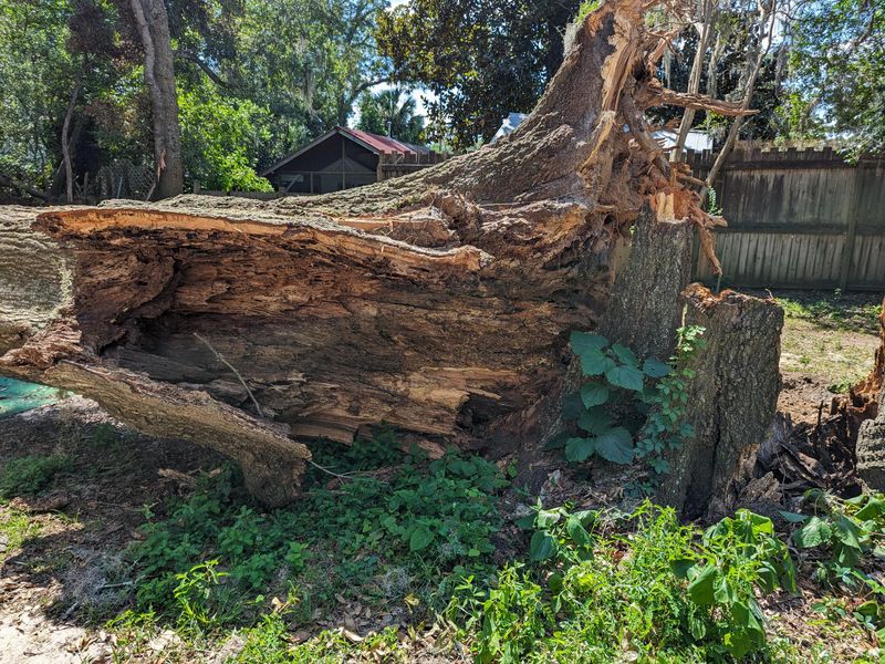 Storm Damage May Fall Under The Neighbor's Insurance Storm Damage May Fall Under The Neighbor's Insurance