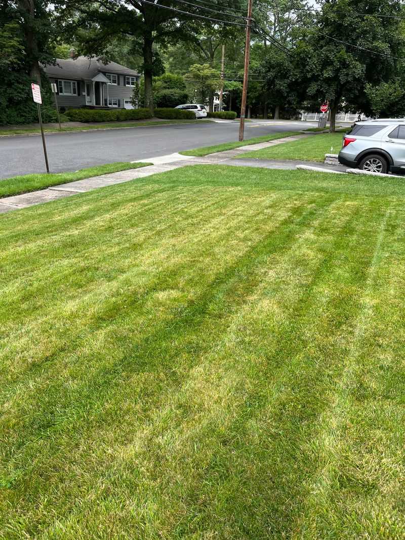 Straw Color Does Not Always Mean The Lawn Is Gone Straw Color Does Not Always Mean The Lawn Is Gone