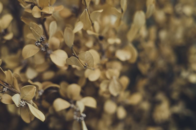 Straw-Colored Interior Dieback Straw-Colored Interior Dieback