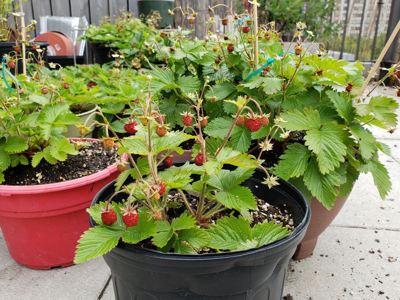 Strawberries