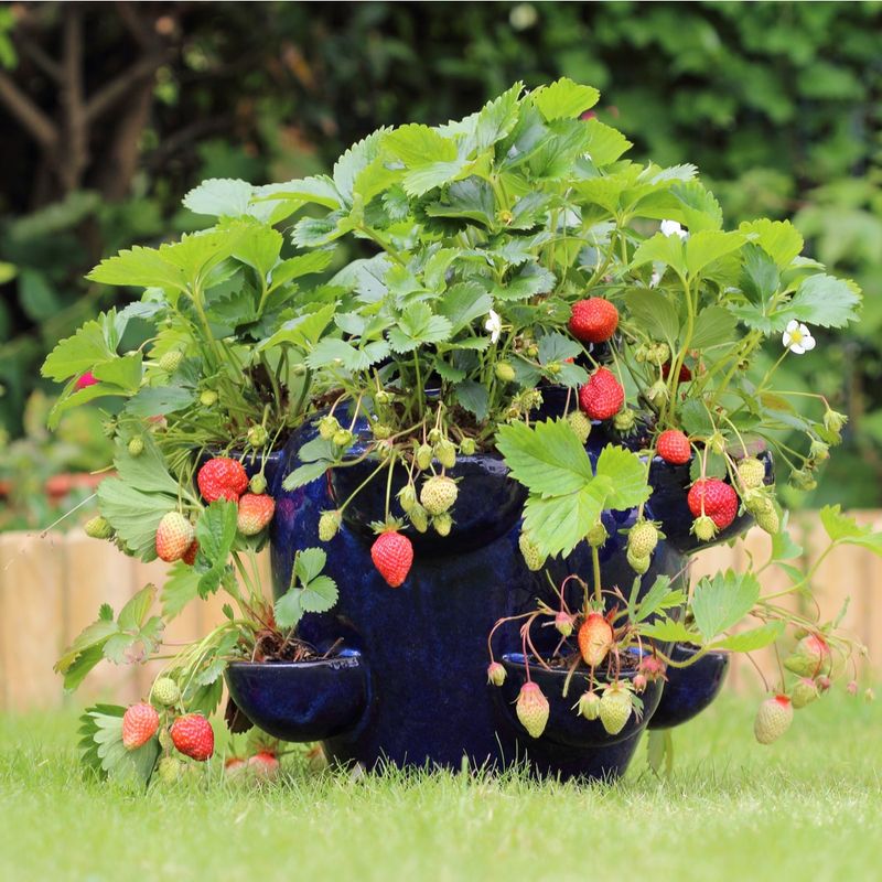 Strawberries Are One Of The Easiest Fruits To Grow In Buckets Strawberries Are One Of The Easiest Fruits To Grow In Buckets