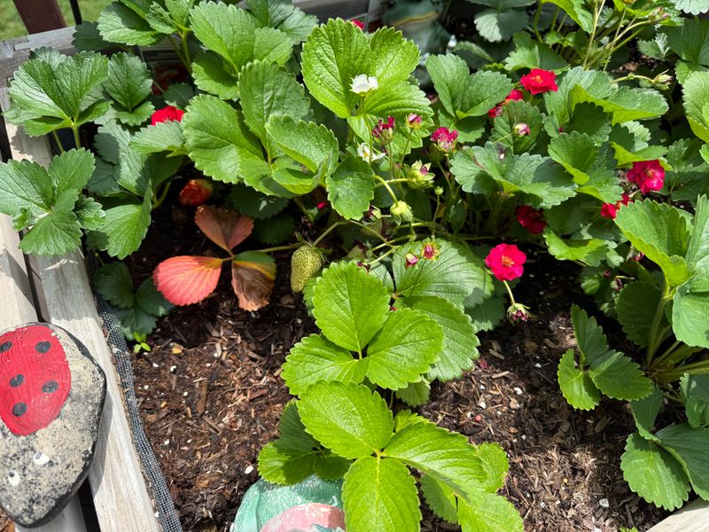Strawberries Cover Soil While Producing Fruit