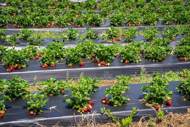 Strawberries (Everbearing)