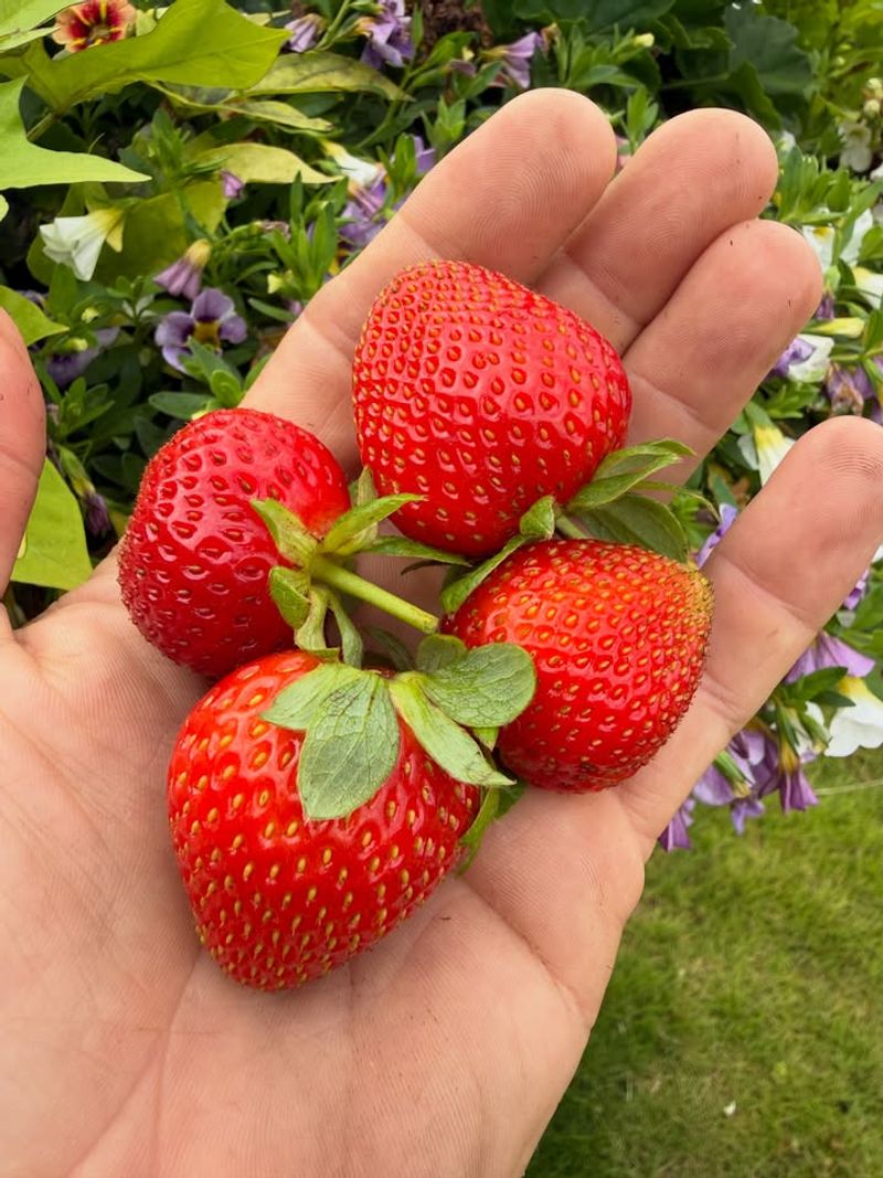 Strawberries Pay Off With A Long Oregon Harvest