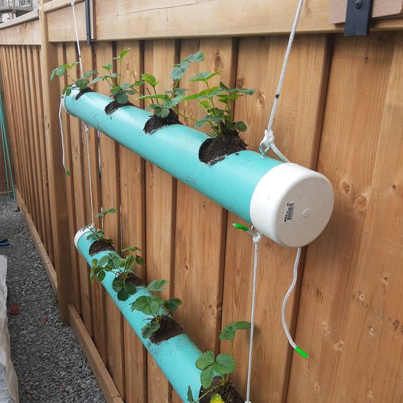 Strawberries Spill From Wall Planters And Towers