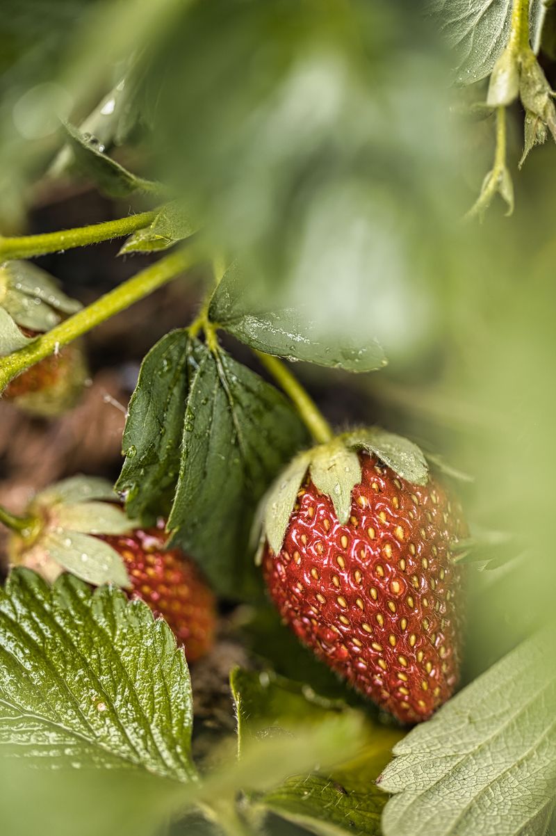 Strawberries Strawberries
