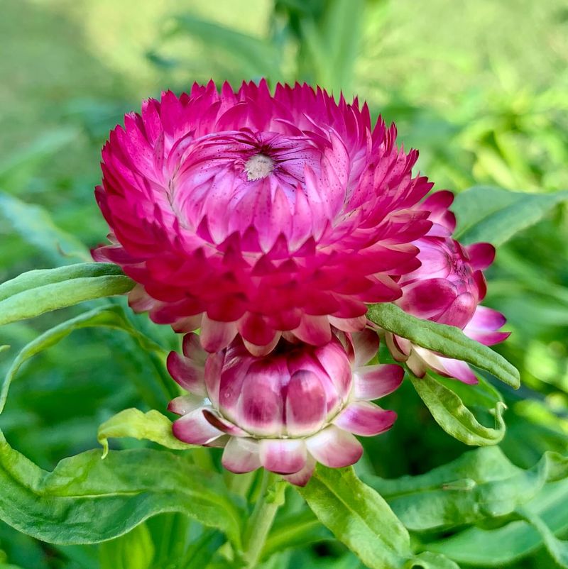 Strawflower Likes Dry, Sunny Containers Strawflower Likes Dry, Sunny Containers