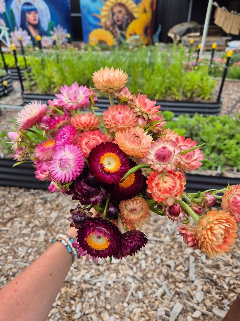 Strawflowers