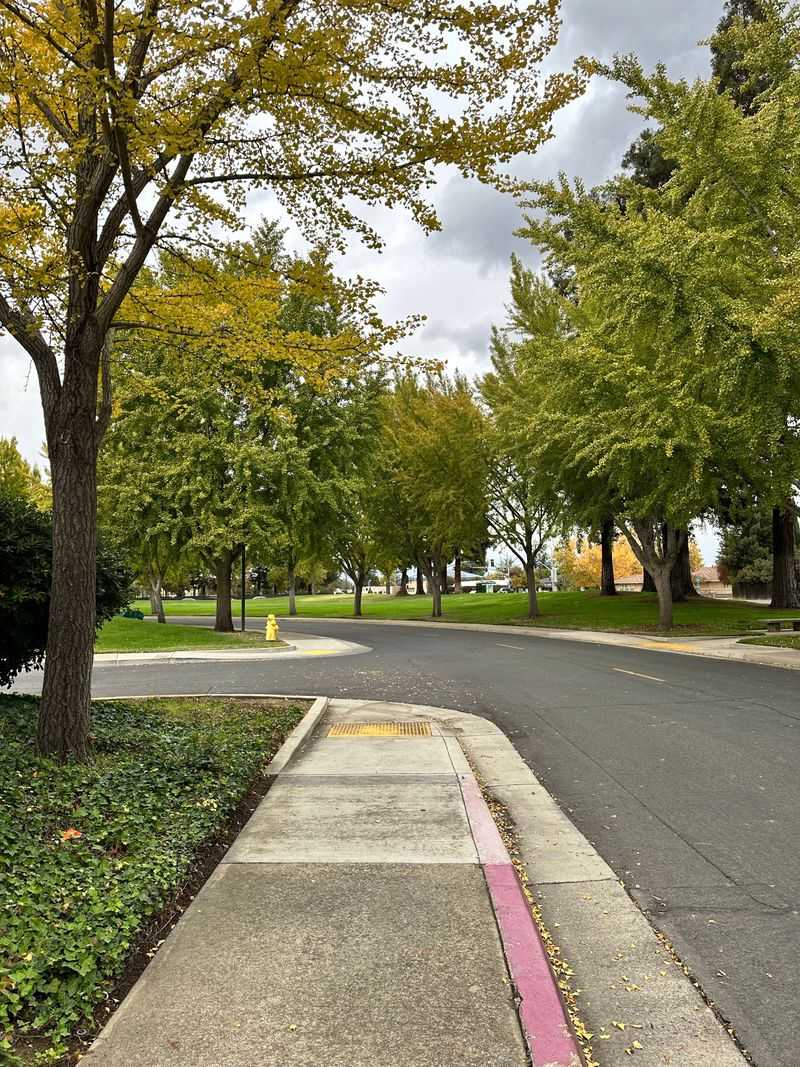 Street And Right-Of-Way Trees Street And Right-Of-Way Trees