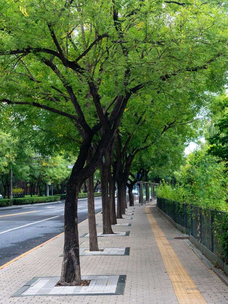 Street Trees On Public Right-Of-Way Street Trees On Public Right-Of-Way