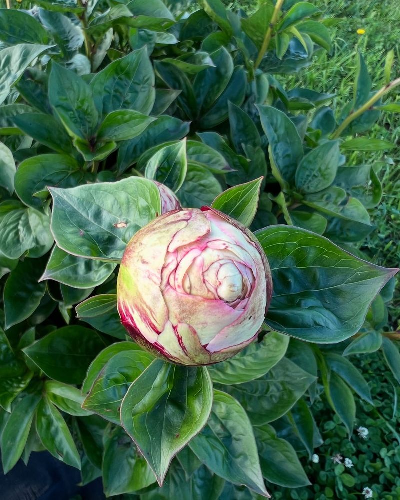Stress Can Trigger Bloom