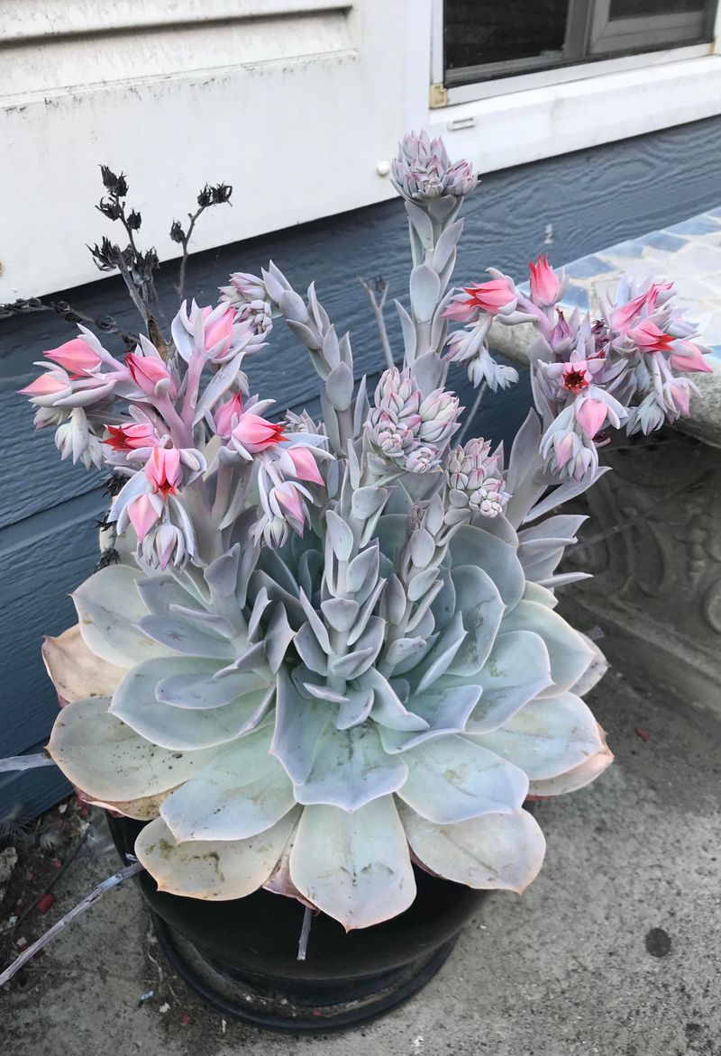 Stressed Succulents Need Gentle Care Stressed Succulents Need Gentle Care