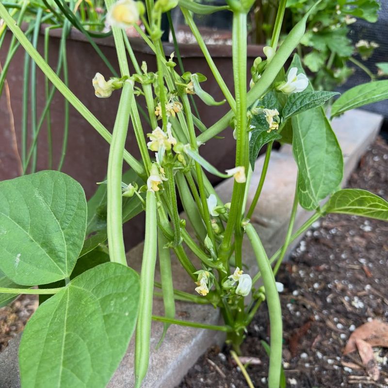 Strike Beans