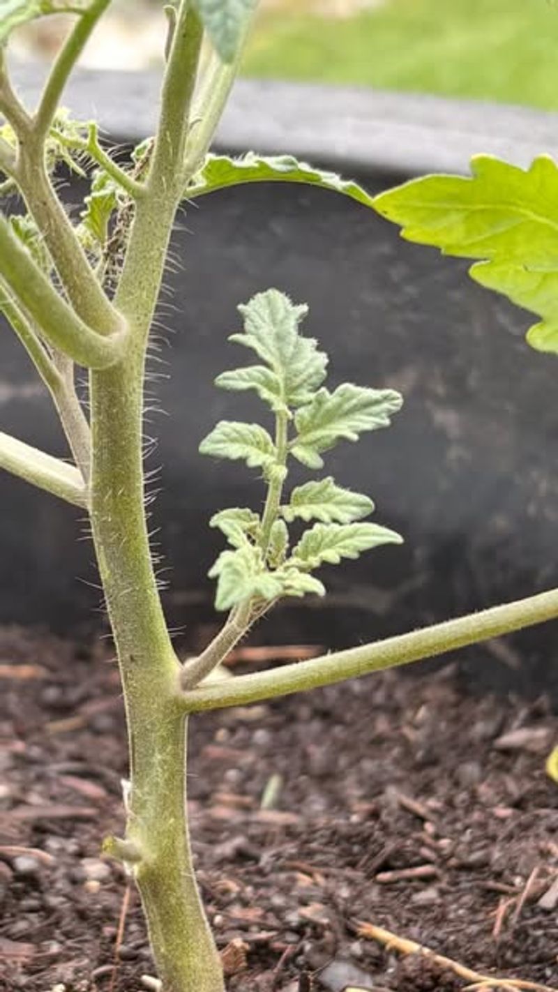 Strip The Lower Leaves And Let Your Plants Breathe