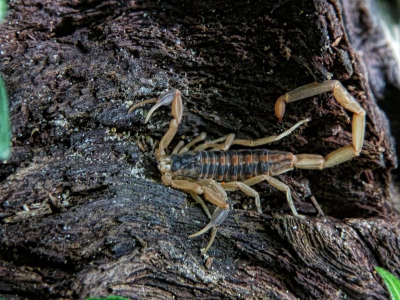 Striped Bark Scorpion (Centruroides Vittatus) Striped Bark Scorpion (Centruroides Vittatus)