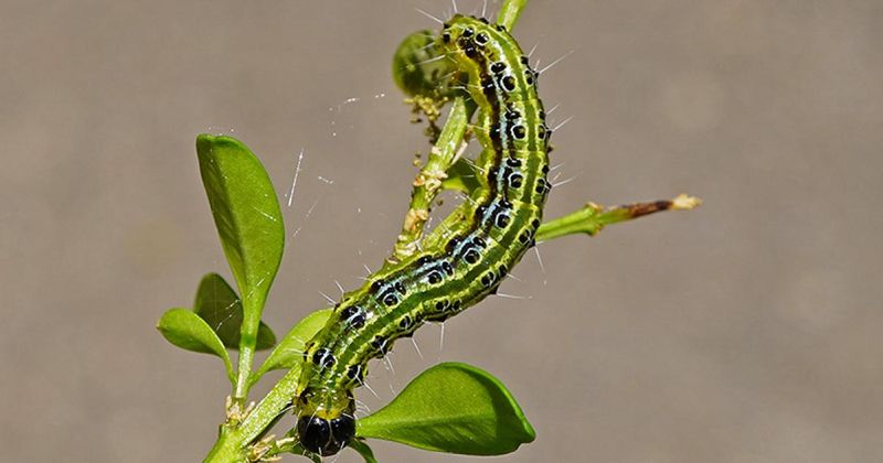 Striped Caterpillars Confirm The Box Tree Moth Problem