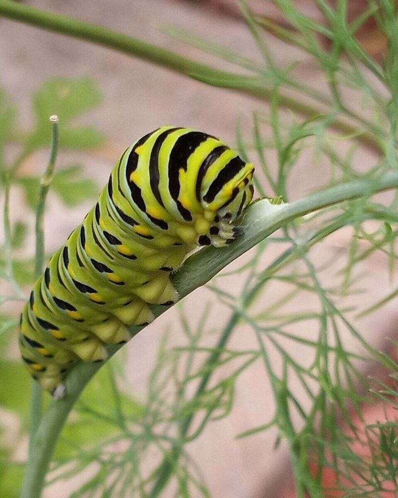 Striped Caterpillars May Be The Next Garden Surprise Striped Caterpillars May Be The Next Garden Surprise
