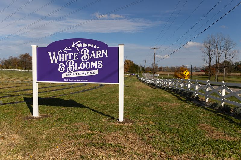 Stroll The Lavender Fields At White Barn & Blooms