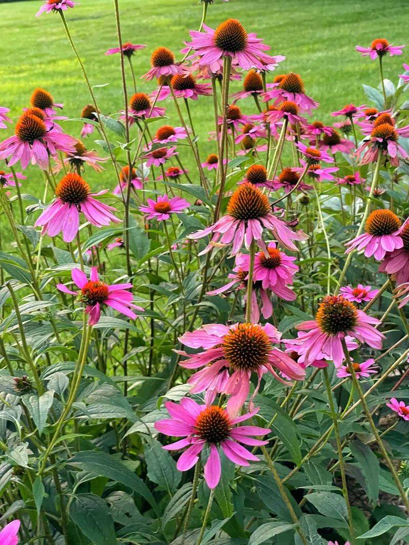 Strong Stems Hold Daisy-Like Blooms