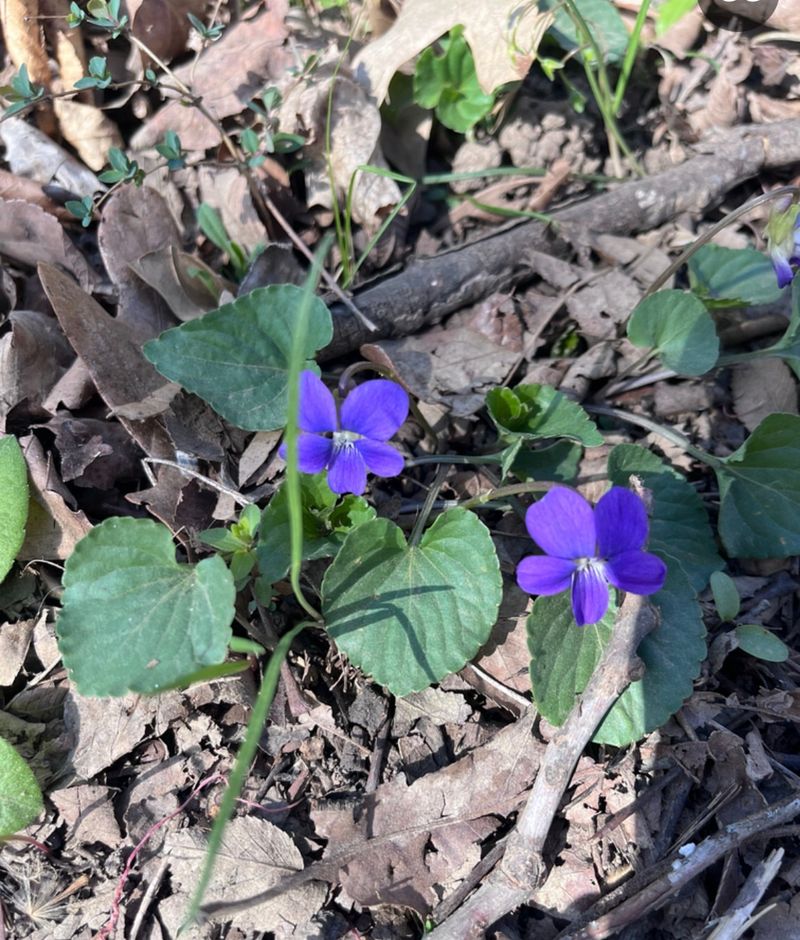 Stunning Spring Color Fills Your Yard Naturally Stunning Spring Color Fills Your Yard Naturally