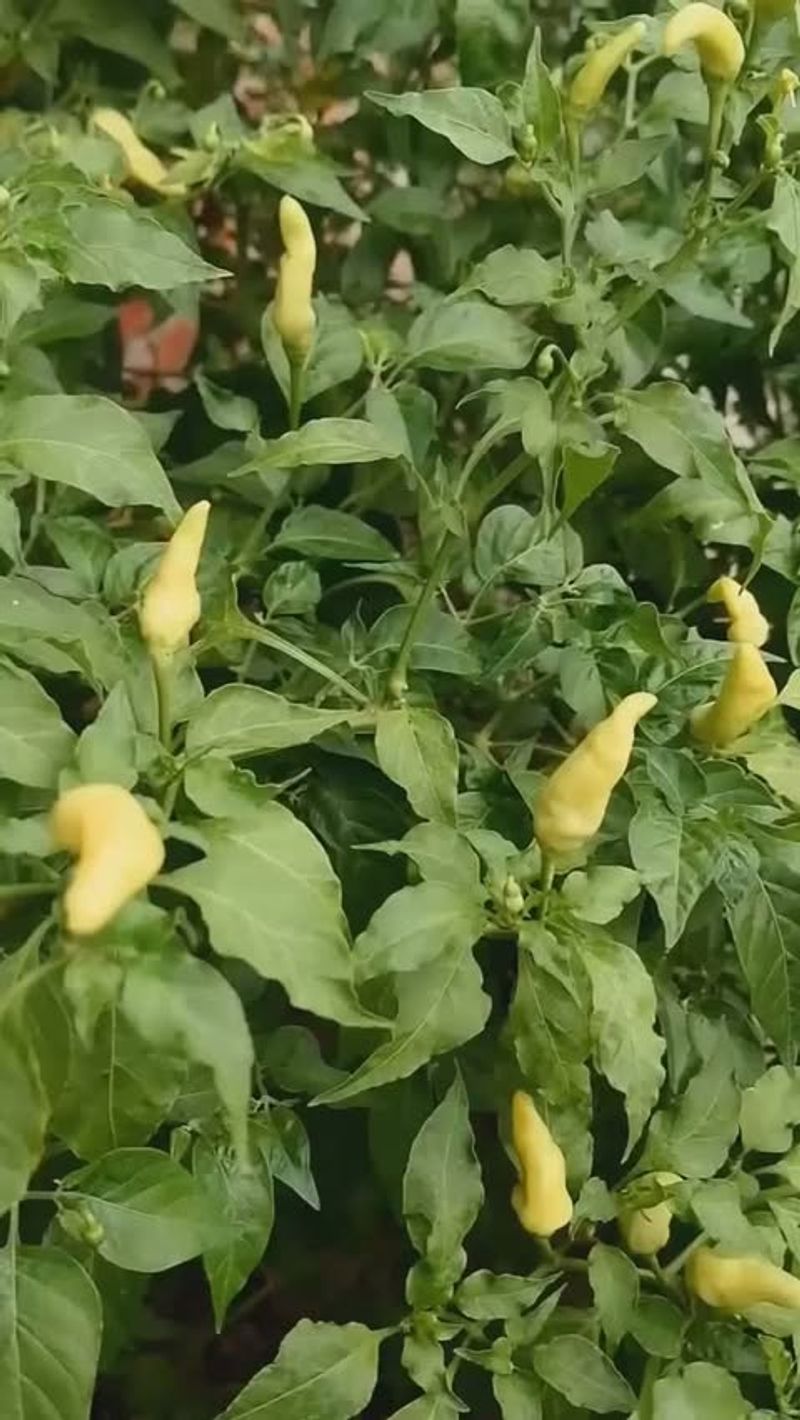 Stunted Fruit Development