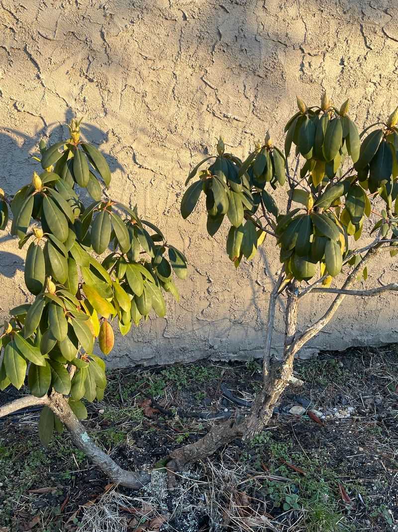 Stunted Growth Or Poor New Growth Stunted Growth Or Poor New Growth