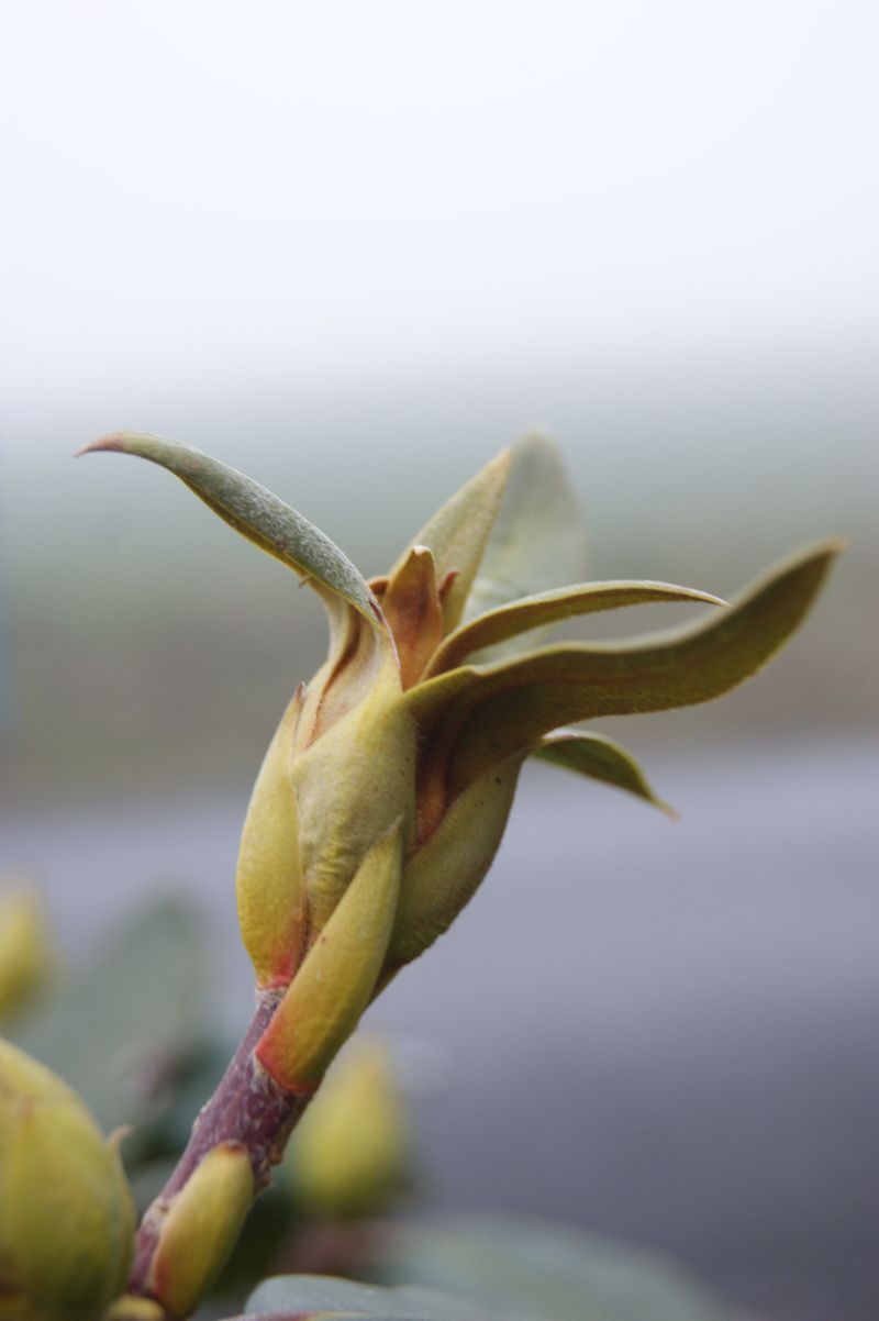 Stunted New Growth And Dropping Blooms Or Buds Stunted New Growth And Dropping Blooms Or Buds