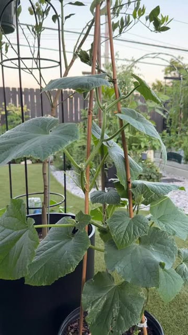 Stunted Vine Growth