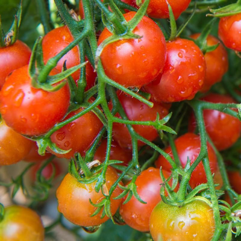 Stupice Produces Early In Cool, Unpredictable Weather