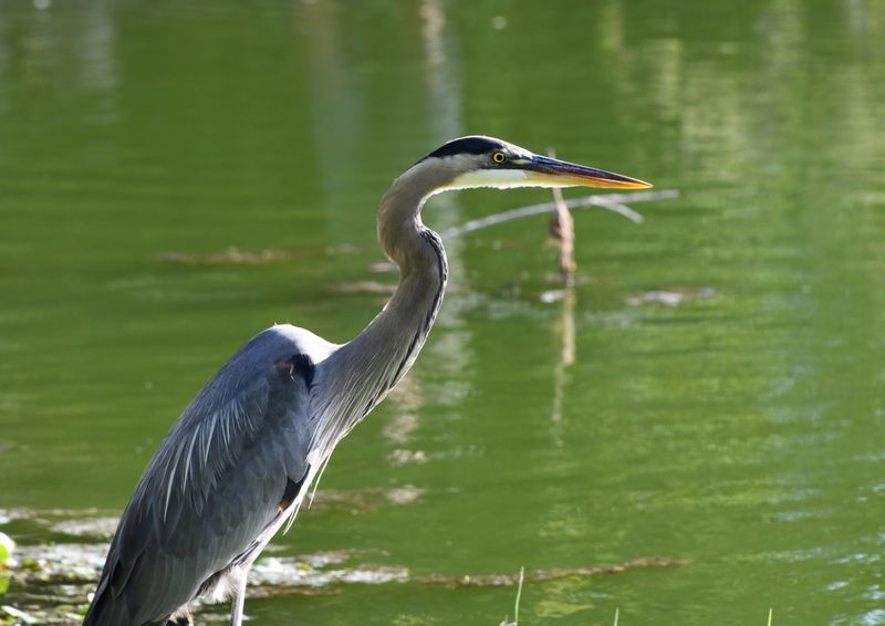 Submerged Pond Plants Support The Prey Herons Actually Hunt Submerged Pond Plants Support The Prey Herons Actually Hunt