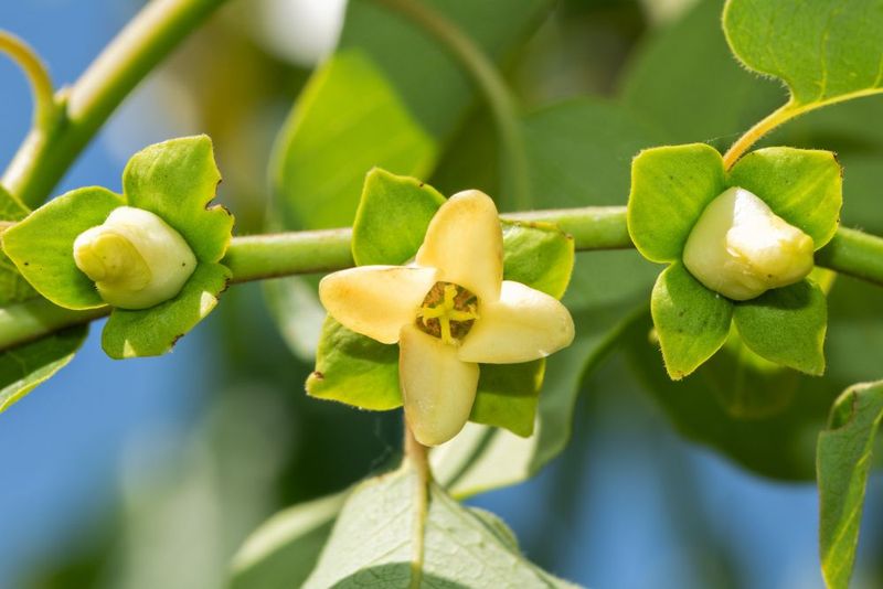 Subtle Spring Flowers Lead To Fall Interest