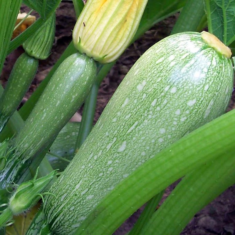 Succession Planting For A Longer Harvest