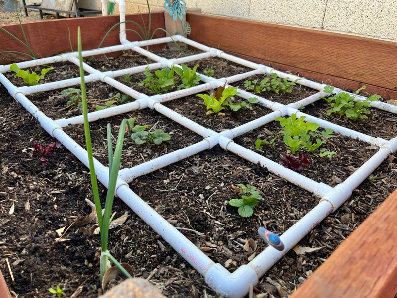 Succession Planting Makes One Bed Produce More