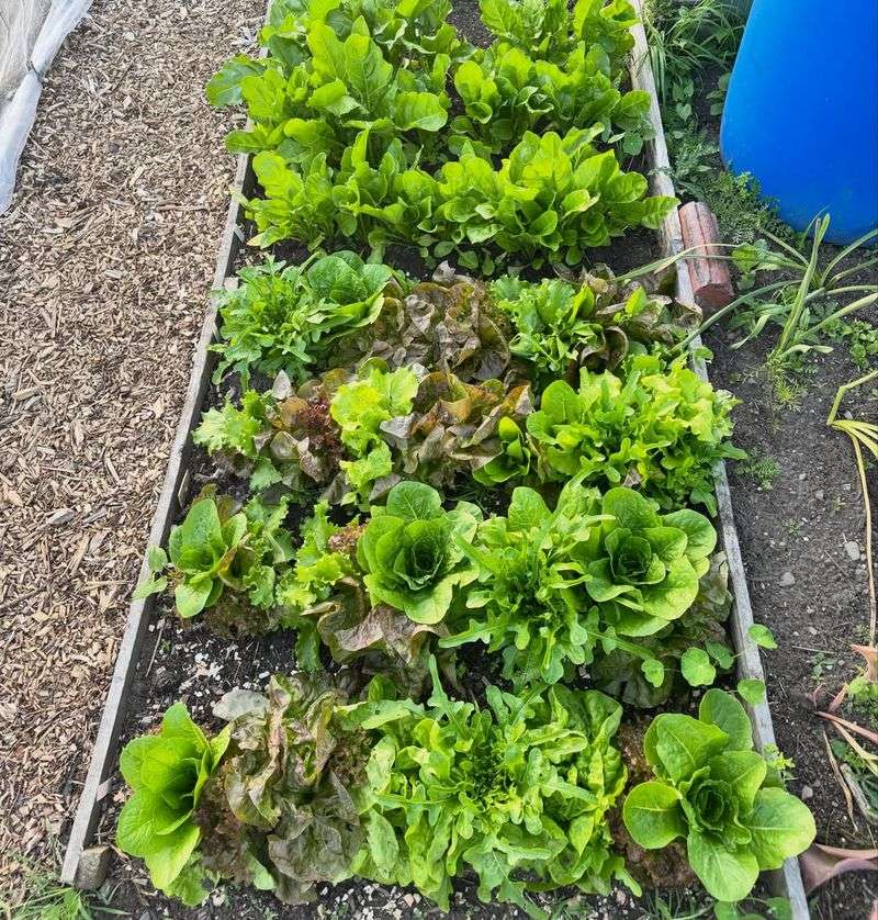 Succession Planting Makes The Garden More Productive