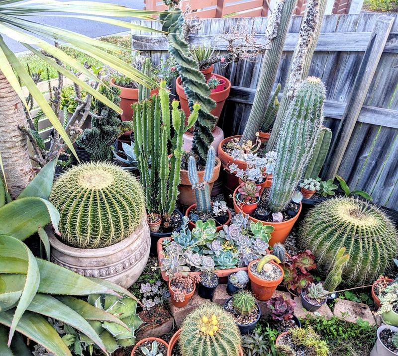 Succulents And Cacti Usually Don't Need Summer Feeding
