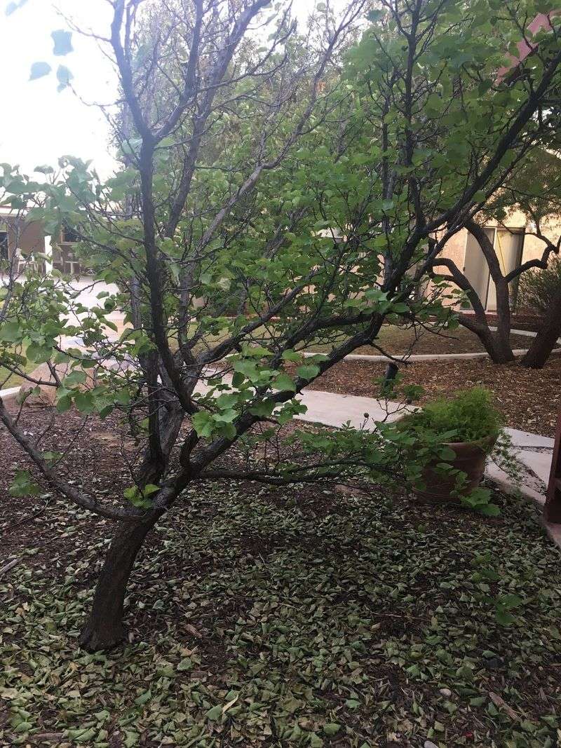 Sudden Canopy Thinning Deserves A Closer Look