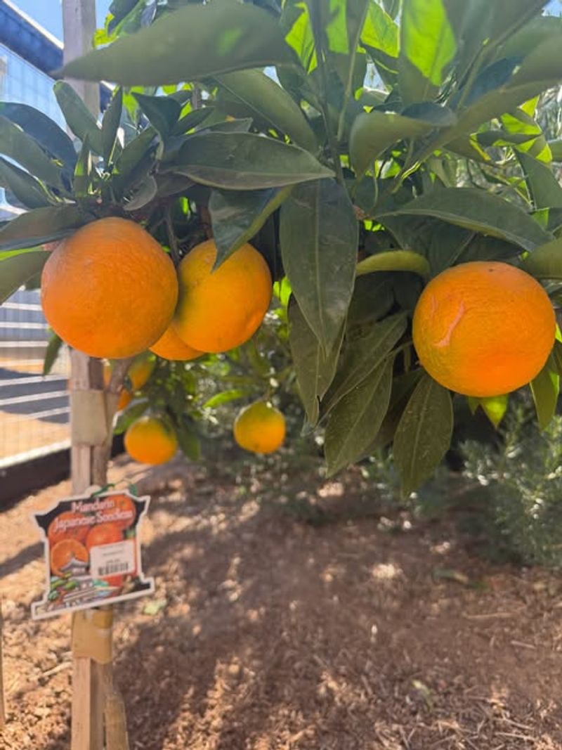 Sudden Heat Can Make Citrus Drop More Fruit