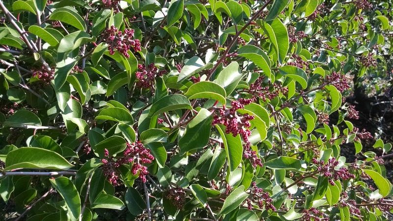 Sugar Bush Fills Sunny Slopes With Evergreen Screening