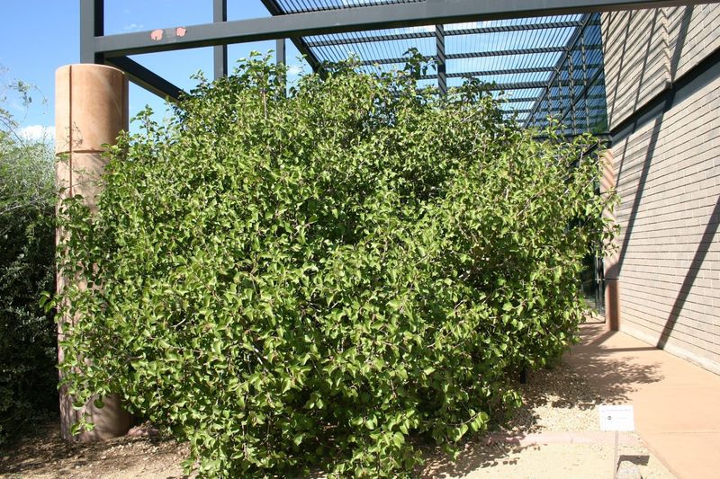 Sugar Bush Grows Well With Little Water