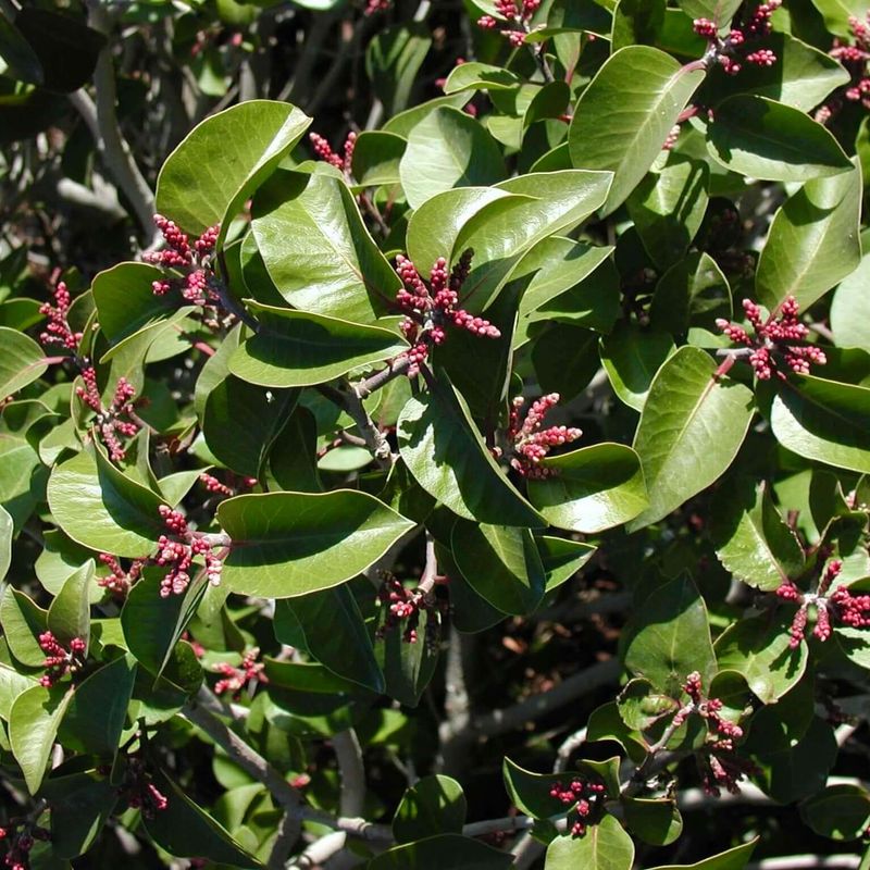 Sugar Bush Tolerates Heat And Drought