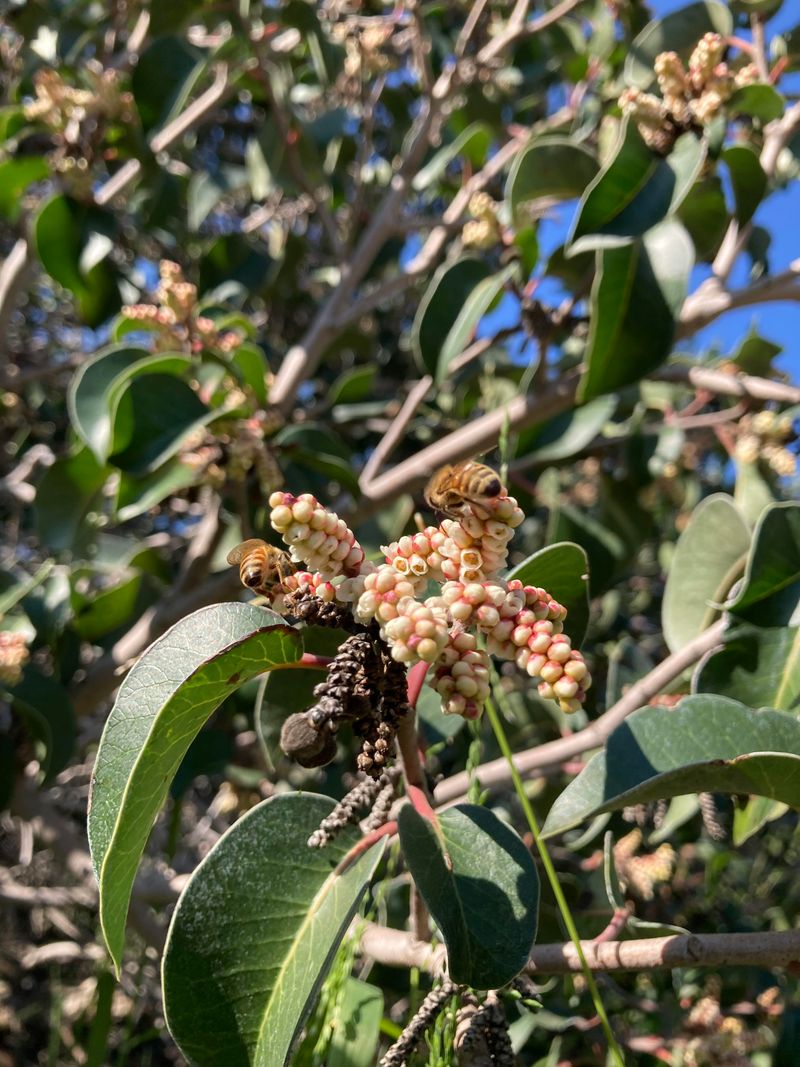 Sugar Bush Works As A Larger Fire-Smart Shrub Away From Walls