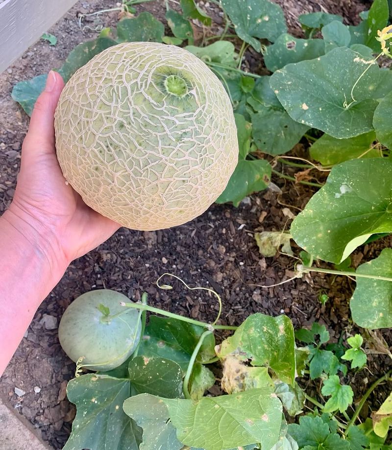 Sugar Cube Cantaloupe