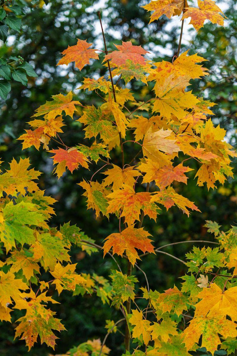 Sugar Maple